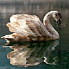 Swans Underwater