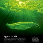Whale Petrovich