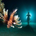 Farewell to Lionfish